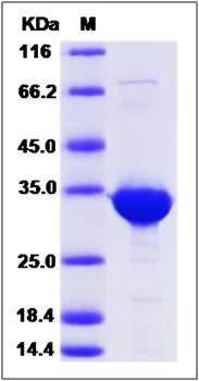 SDS-PAGE analysis of BVES (GST Tag) protein