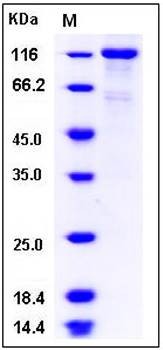 SDS-PAGE analysis of human EPOR Fc tag protein