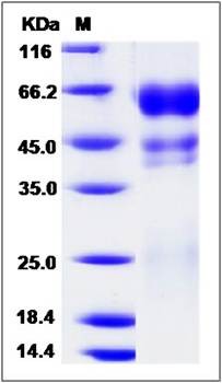 SDS-PAGE analysis of Human Protein C protein (His Tag)