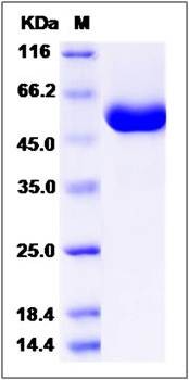 SDS-PAGE analysis of rat CLEC4D protein