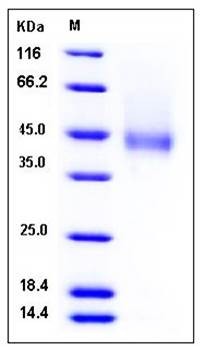 SDS-PAGE analysis of Cynomolgus CD16 His AVI tag protein