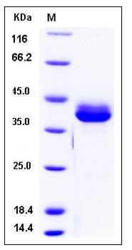 SDS-PAGE analysis of Cynomolgus CD3E protein