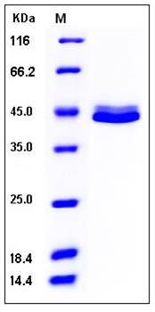SDS-PAGE analysis of human CD5L His tag protein