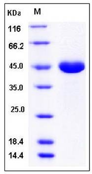 SDS-PAGE analysis of Human PGA4 protein (His Tag)