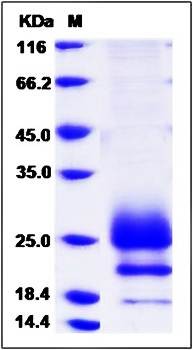 SDS-PAGE analysis of Cynomolgus CD160 protein (His Tag)