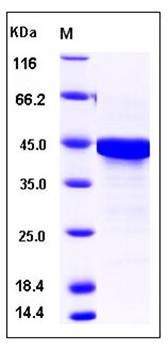SDS-PAGE analysis of Human PTMA protein (GST Tag)