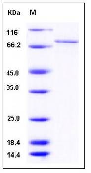 SDS-PAGE analysis of human CAMK1G protein (GST Tag)