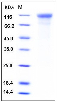 SDS-PAGE analysis of Human ICAM3 His tag protein