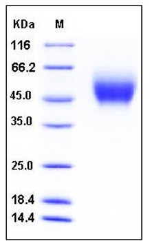 SDS-PAGE analysis of Human PVRL1 His tag protein