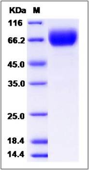 SDS-PAGE analysis of human CD58 protein