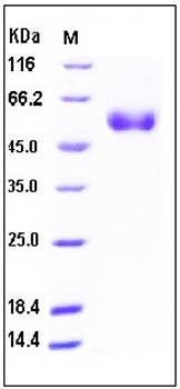 SDS-PAGE analysis of human Frizzled 5 Fc His tag protein