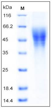 SDS-PAGE analysis of Cynomolgus CD200RLa His tag protein
