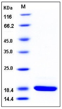 SDS-PAGE analysis of Human REG3G His tag protein