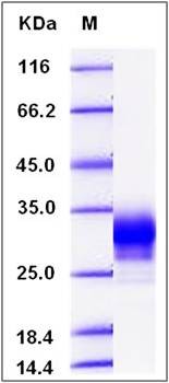 SDS-PAGE analysis of human CD32a protein (His Tag)