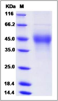 SDS-PAGE analysis of Mouse MCSF protein (Native)