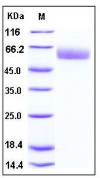 SDS-PAGE analysis of mouse SerpinA7 His tag protein
