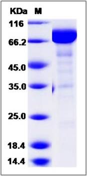 SDS-PAGE analysis of Cynomolgus Neuropilin-1 protein