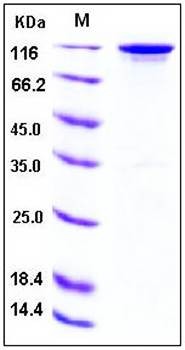 SDS-PAGE analysis of human ErbB3 Fc tag protein