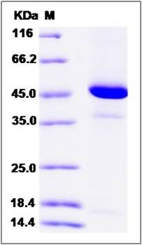 SDS-PAGE analysis of Human REG4 protein