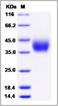 SDS-PAGE analysis of Cynomolgus PD-L2 protein (His Tag)
