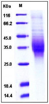 SDS-PAGE analysis of human TREM2 His tag protein