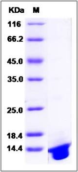 SDS-PAGE analysis of human DNAJC30 protein (His Tag)