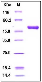 SDS-PAGE analysis of Human Cystatin F Fc tag protein