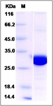 SDS-PAGE analysis of Human PSME2 protein (His Tag)