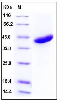 SDS-PAGE analysis of Human RSPO1 His tag protein