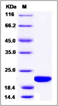 SDS-PAGE analysis of canine FGF14 protein (Native)