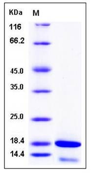 SDS-PAGE analysis of human CDK2AP2 protein (His Tag)