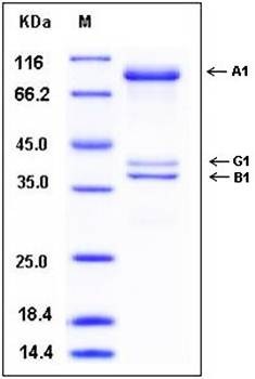 SDS-PAGE analysis of human AMPK protein