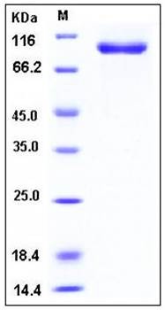 SDS-PAGE analysis of human AGO1 His tag protein