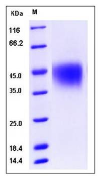 SDS-PAGE analysis of human CD16a protein (His Tag)