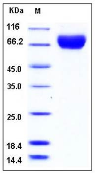 SDS-PAGE analysis of Human DR6 Fc tag protein