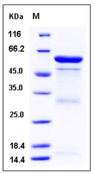 SDS-PAGE analysis of human TLE3 GST tag (484-772) peptide