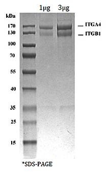 SDS-PAGE analysis of human Integrin alpha-4/beta-1 protein