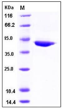 SDS-PAGE analysis of human CHI3L1 His tag protein