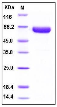 SDS-PAGE analysis of human ACVR2A Fc tag protein
