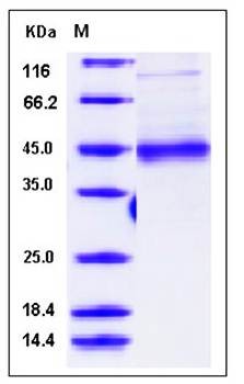 SDS-PAGE analysis of Human MFG-E8 protein (His Tag)