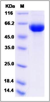 SDS-PAGE analysis of canine GFRA1 protein (His Tag)