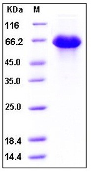 SDS-PAGE analysis of human SerpinD1 His tag protein