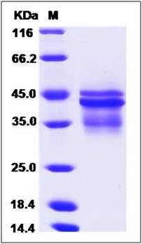SDS-PAGE analysis of orb171648