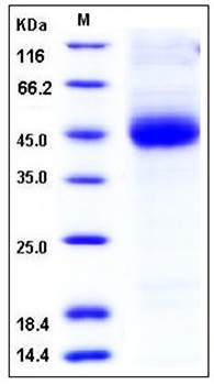 SDS-PAGE analysis of Mouse CD1D His tag protein