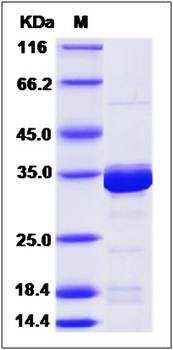 SDS-PAGE analysis of B3GAT3 (His Tag) protein