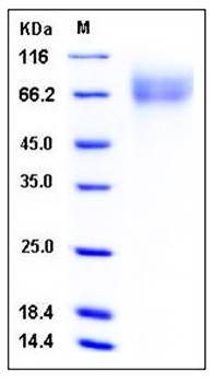 SDS-PAGE analysis of Cynomolgus CD200RLa Fc tag protein