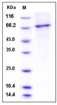 SDS-PAGE analysis of human PDE2A His tag (215-900) peptide