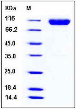 SDS-PAGE analysis of mouse FGFR1 Fc tag protein