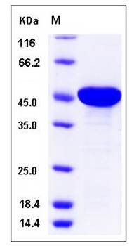 SDS-PAGE analysis of human EBP1 protein (His Tag)