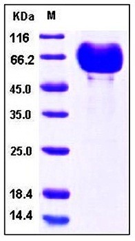 SDS-PAGE analysis of Human PDL2 Fc His tag protein